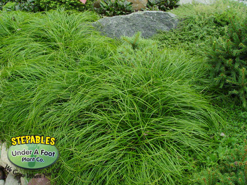 Carex speciosa Velebit Humilus Velebit Sedge Grass
